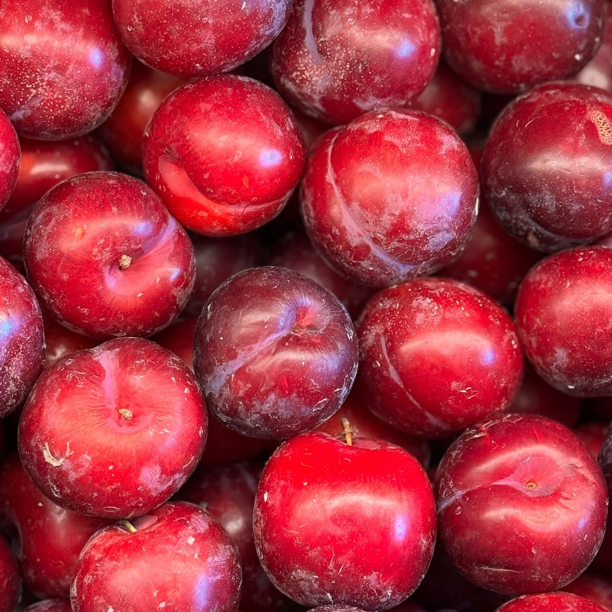Prunes rouges