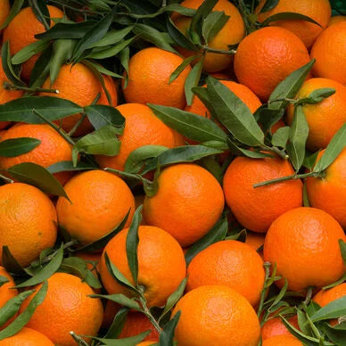 Clémentines Portugaises